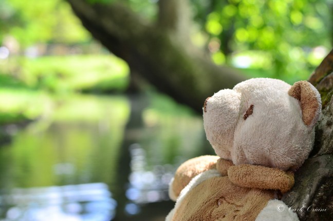 Teddy_oggi resto qui